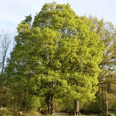 Клен полевой  Клен полевой в Барнауле