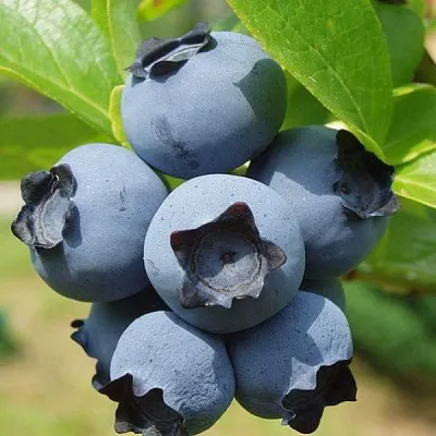 Сладкие сорта   Сладкие сорта  в Барнауле