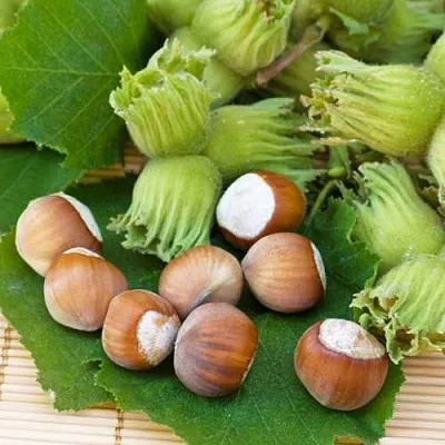 Фундук КРЕПКИЙ ОРЕШЕК  Фундук КРЕПКИЙ ОРЕШЕК в Барнауле