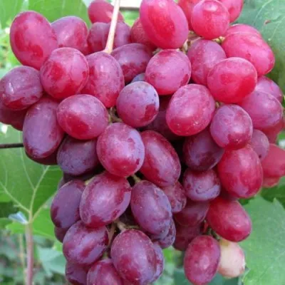 Виноград КИШМИШ ВЕЛЕС в Барнауле