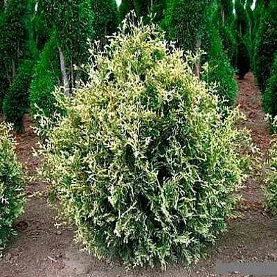 Туя ГОЛД ПЕРЛ западная  Туя ГОЛД ПЕРЛ западная в Барнауле