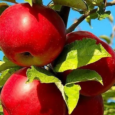 Зимние сорта  Зимние сорта в Барнауле