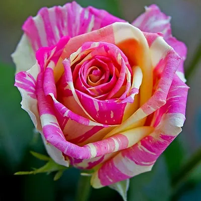 Саженцы роз ФИЕСТА чайно-гибридная в Барнауле