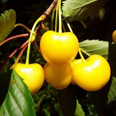 Черешня ЖУРБА  Черешня ЖУРБА в Барнауле