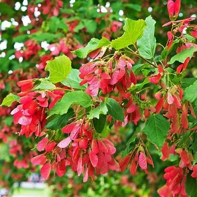 Клен татарский  Клен татарский в Барнауле