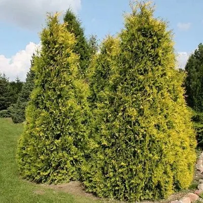 Туя АУРЕОСПИКАТА западная  Туя АУРЕОСПИКАТА западная в Барнауле