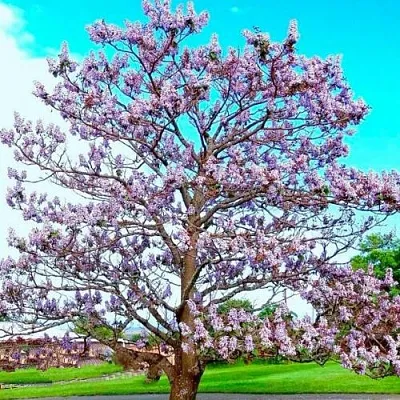 Павловния  Павловния в Барнауле