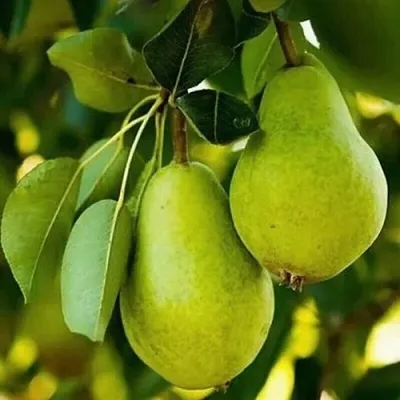 Груша СЕВЕРЯНКА колонновидная  Груша СЕВЕРЯНКА колонновидная в Барнауле