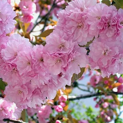 Сакура ОШИДАРЕ  Сакура ОШИДАРЕ в Барнауле