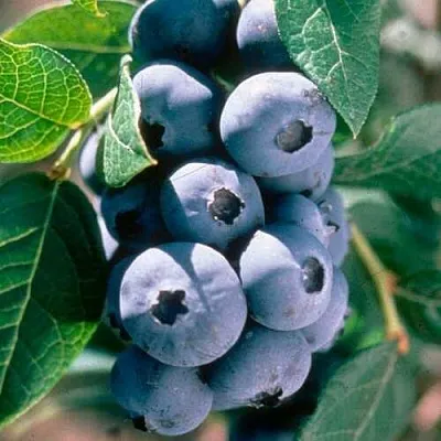 саженцы голубики саженцы голубики