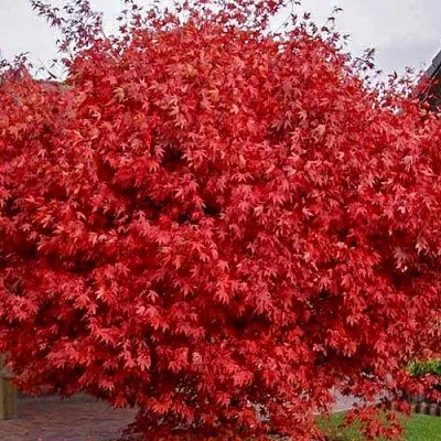 Клен гиннала   Клен гиннала  в Барнауле