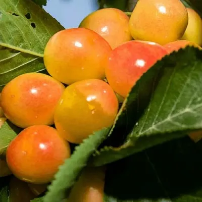 Дюк (черевишня) БЕЛОЧКА  Дюк (черевишня) БЕЛОЧКА в Барнауле