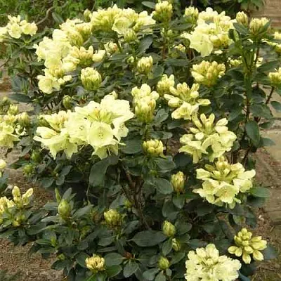 Рододендрон ГОЛДКРОН  Рододендрон ГОЛДКРОН в Барнауле