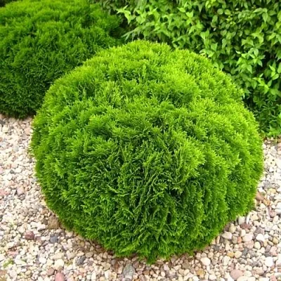 Туя ДАНИКА западная  Туя ДАНИКА западная в Барнауле