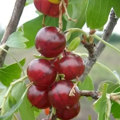 саженцы смородины саженцы смородины