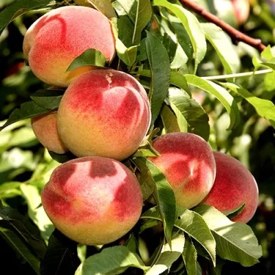 Персик НОВОСЕЛКОВСКИЙ — описание сорта Персик НОВОСЕЛКОВСКИЙ в Барнауле