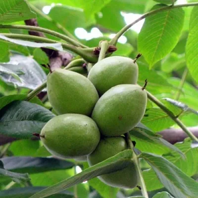 Орех маньчжурский МИЧУРИНЕЦ  Орех маньчжурский МИЧУРИНЕЦ в Барнауле