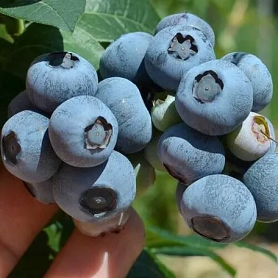 Голубика НЕЛЬСОН  Голубика НЕЛЬСОН в Барнауле