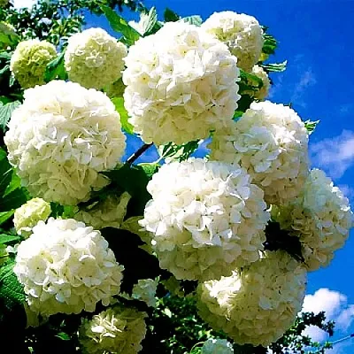 Калина БУЛЬДЕНЕЖ  Калина БУЛЬДЕНЕЖ в Барнауле