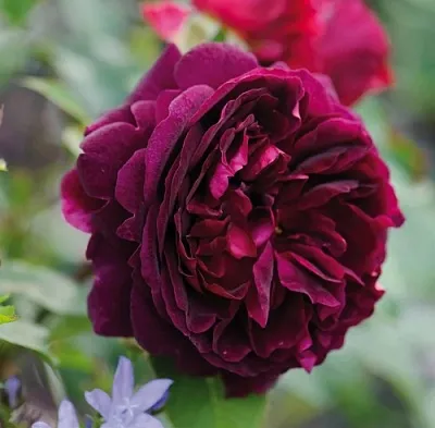 Саженцы роз МАНСТЕД ВУД английская  Саженцы роз МАНСТЕД ВУД английская в Барнауле