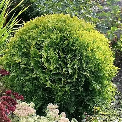 Туя ЕЛЛОУ ГЛОБ западная  Туя ЕЛЛОУ ГЛОБ западная в Барнауле