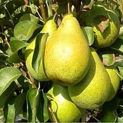 Груша ПАТЕН (ГЛУБОКСКАЯ)  Груша ПАТЕН (ГЛУБОКСКАЯ) в Барнауле