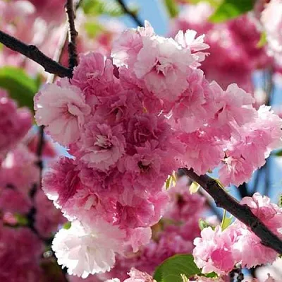 Сакура ПИНК ПЕРФЕКШН  Сакура ПИНК ПЕРФЕКШН в Барнауле