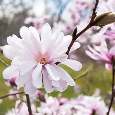Магнолия РОЗЕЯ  Магнолия РОЗЕЯ в Барнауле