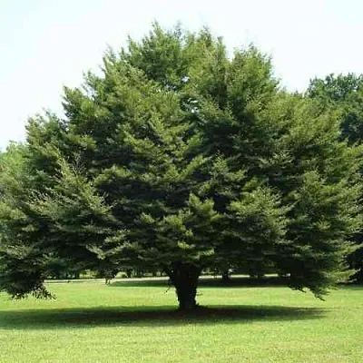 Бук обыкновенный  Бук обыкновенный в Барнауле