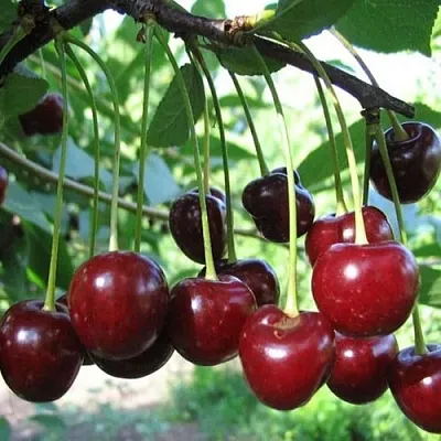 Вишня БЫСТРИНКА в Барнауле