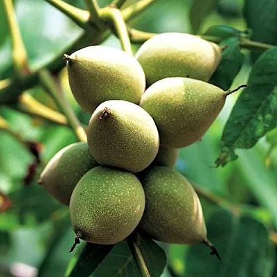 Орех МАНЬЧЖУРСКИЙ  Орех МАНЬЧЖУРСКИЙ в Барнауле