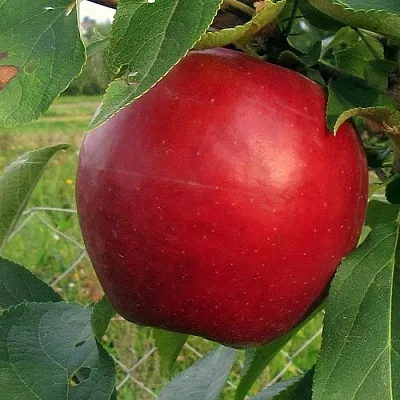 Яблоня РЕДФРИ  Яблоня РЕДФРИ в Барнауле