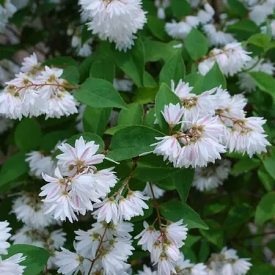 саженцы дейции саженцы дейции