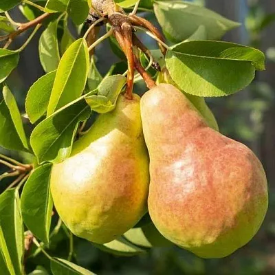 Летние сорта в Барнауле