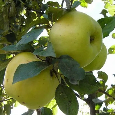 Яблоня АНТОНОВКА ОБЫКНОВЕННАЯ  Яблоня Антоновка Обыкновенная в Барнауле