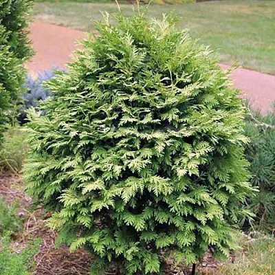 Туя ВАРЕАНА ЛЮТЕСЦЕНС западная  Туя ВАРЕАНА ЛЮТЕСЦЕНС западная в Барнауле