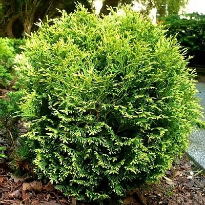 Туя ВОТЕРФИЛД западная  Туя ВОТЕРФИЛД западная в Барнауле