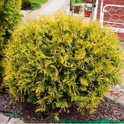 Туя КОЛЛЕРС ГОЛД складчатая  Туя КОЛЛЕРС ГОЛД складчатая в Барнауле