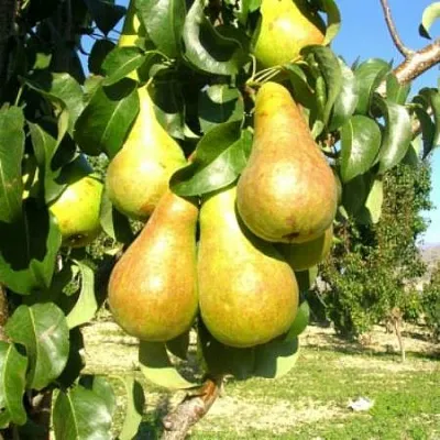 Груша Г-9 колонновидная  Груша Г-9 колонновидная в Барнауле