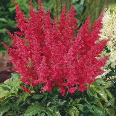 Астильба МОНТГОМЕРИ японская — описание сорта Астильба МОНТГОМЕРИ японская в Барнауле