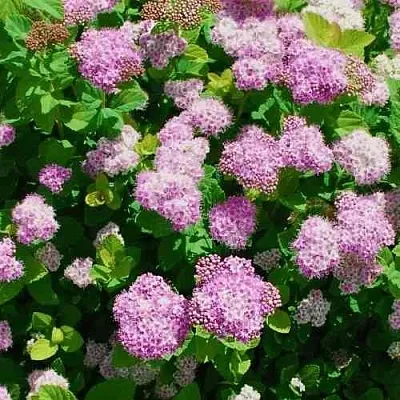 Спирея ПИНК СПАРКЛЕР  Спирея ПИНК СПАРКЛЕР в Барнауле