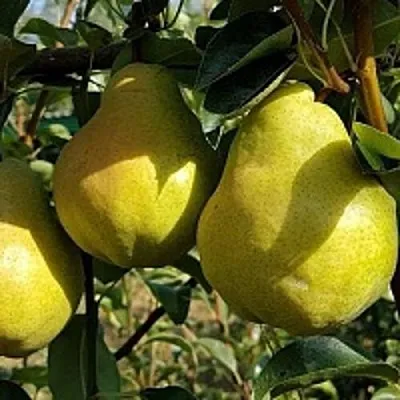 Груша СОКРОВИЩЕ  Груша СОКРОВИЩЕ в Барнауле