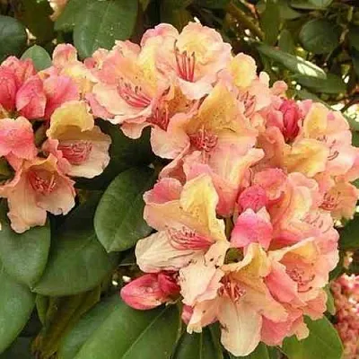 Рододендрон ФЛАУТАНДО  Рододендрон ФЛАУТАНДО в Барнауле