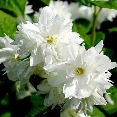 Жасмин ДАМ БЛАНШ  Жасмин ДАМ БЛАНШ в Барнауле