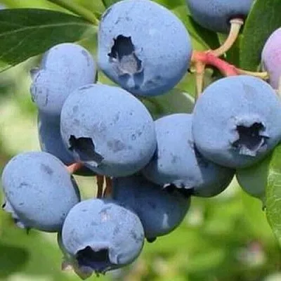 Голубика ДАРРОУ  Голубика ДАРРОУ в Барнауле