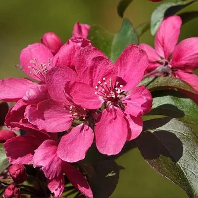 Яблоня НЕДЗВЕЦКОГО  Яблоня НЕДЗВЕЦКОГО в Барнауле