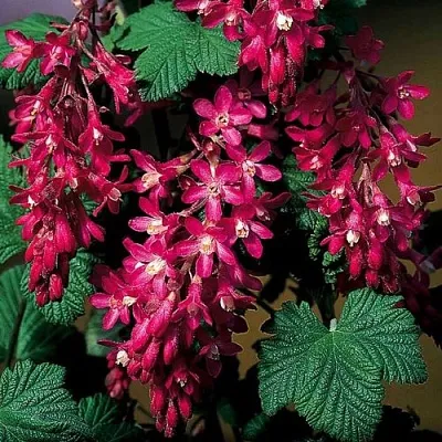 Смородина кроваво-красная  Смородина кроваво-красная в Барнауле