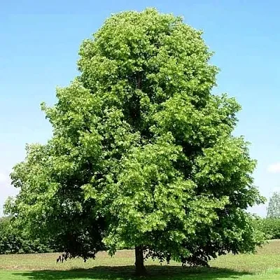 Липа мелколистная  Липа мелколистная в Барнауле