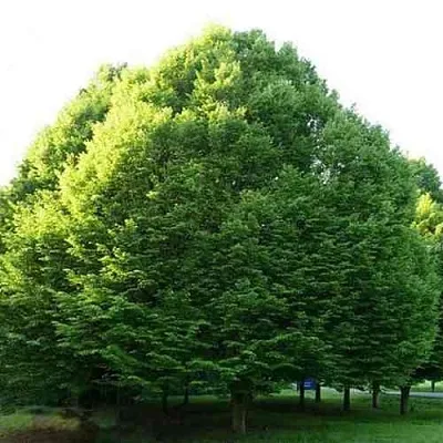 Граб японский  Граб японский в Барнауле