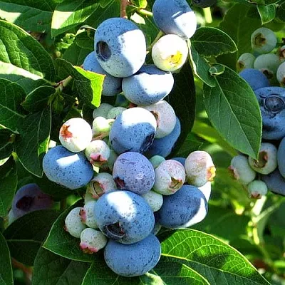 Голубика ВЕЙМУТ  Голубика ВЕЙМУТ в Барнауле